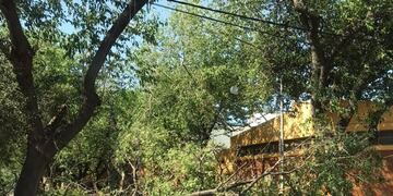 Árboles caídos en Ciudad cortan las calles. Esc. Ntra. Sra. del Rosario de Pompeya