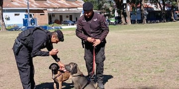 Espartaco y Roma serán entrenados para brindar seguridad en eventos masivos y espectáculos deportivos.