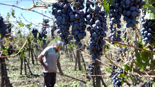 Por la intensidad del granizo que se viene registrando en suelo mendocino, se declaró emergencia agropecuaria en 13 departamentos.