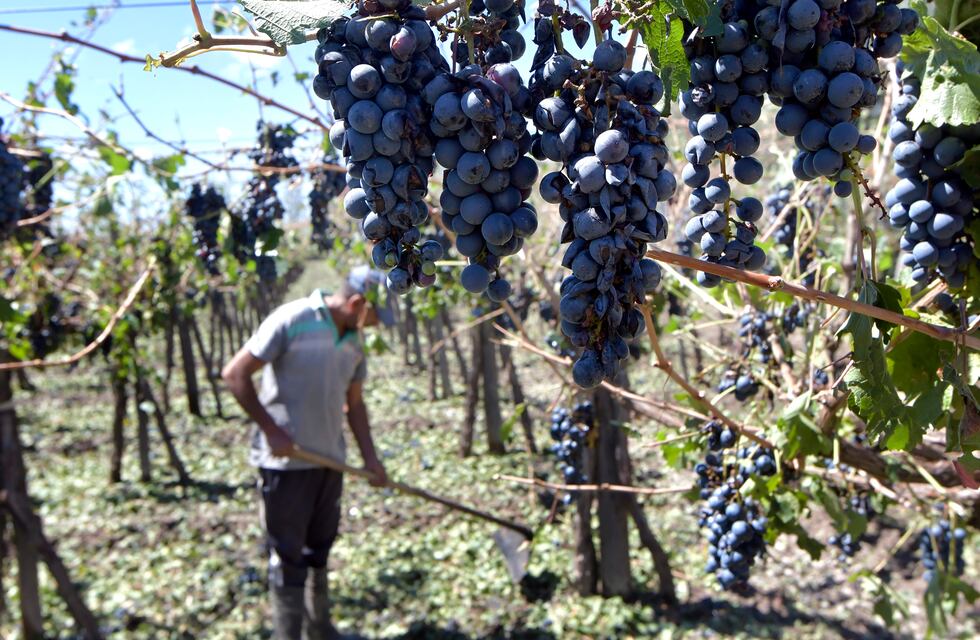 El Gobierno Nacional declaró el estado de emergencia agropecuaria en Mendoza: cuáles son los 13 departamentos afectados