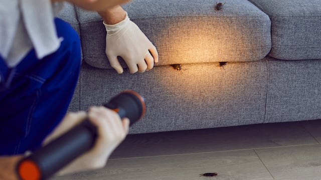 El truco casero que las ahuyentará de tu casa.