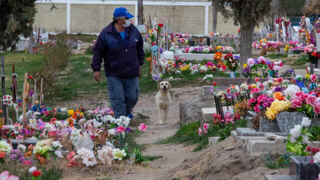 Bobby, el perro que alivia el dolor en el cementerio de Roca