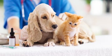 Vacunación gratis para perros y gatos en Córdoba