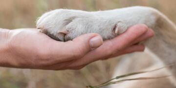 Una mujer sostiene que un humano reencarnó en su perro.