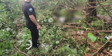 Un motosierrista falleció tras ser aplastado por un pino en Wanda.