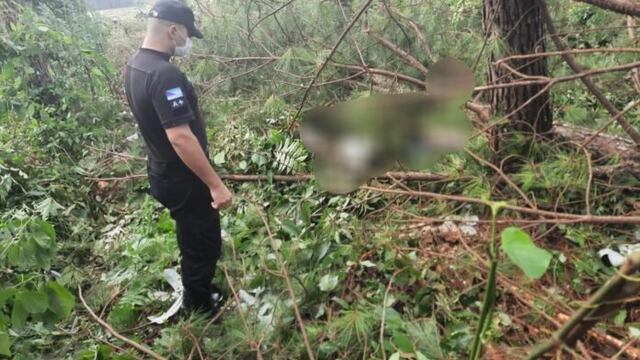 Un motosierrista falleció tras ser aplastado por un pino en Wanda.