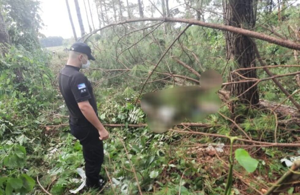 Un motosierrista falleció tras ser aplastado por un pino en Wanda