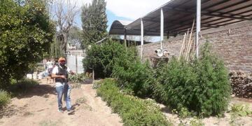 Un narco se autoabastecía de marihuana. La cultivaba en la casa.