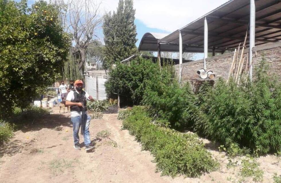 Narco vendía marihuana y se autoabastecía con una plantación que tenía en el patio de la casa