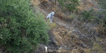 Hallazgo en España del animal.