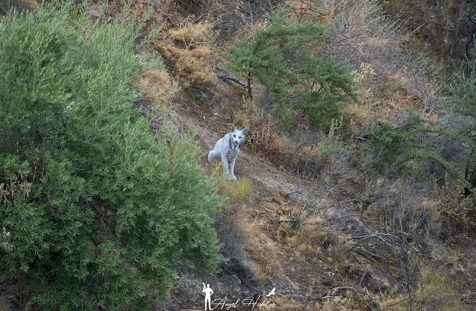 Impresionante hallazgo de un lince ibérico leucístico en España: captado en cámara por primera vez