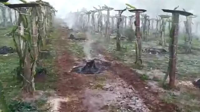 Productor de Dos de Mayo logró salvar su plantación con técnica de fogatas.