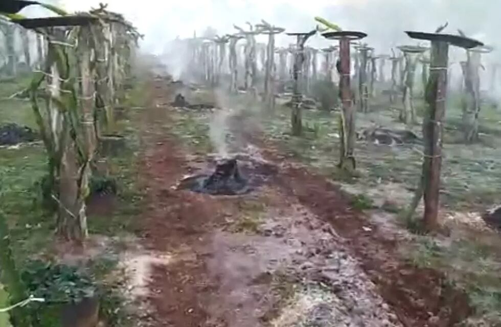 Productor de Dos de Mayo logró salvar su plantación con técnica de fogatas