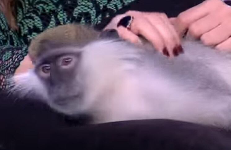 Un mono ataca a una presentadora y el video se volvió viral