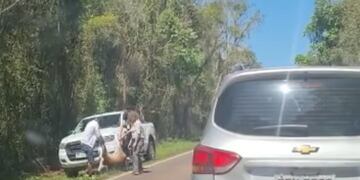 Una corzuela fue atropellada en Puerto Iguazú