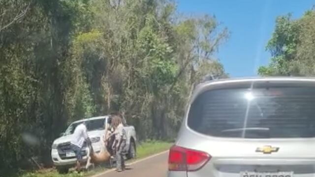 Una corzuela fue atropellada en Puerto Iguazú