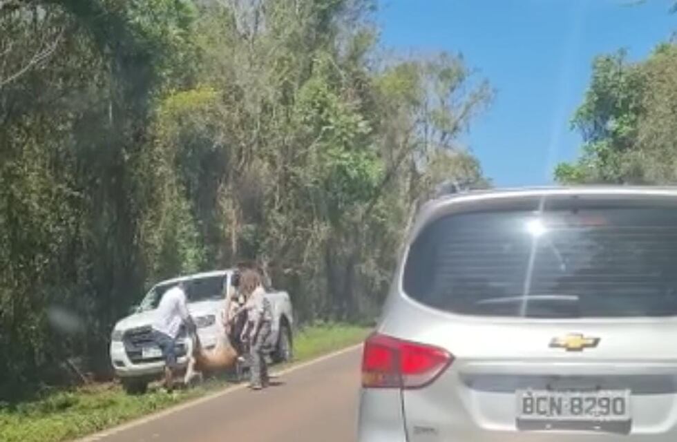 Una corzuela fue atropellada en Puerto Iguazú