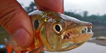 El pequeño pez suele confundirse con una cría de pez Dorado.