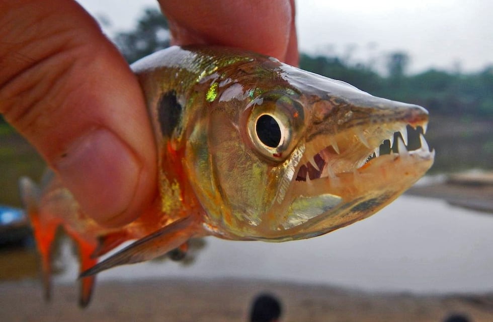 Dientudo paraguayo: el pez del río Paraná que desconcertó a científicos de la UBA