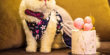 Qué es la enfermedad del "arañazo del gato" (Unsplash)