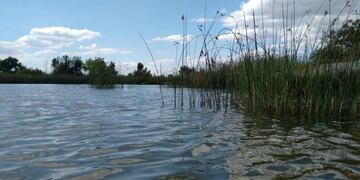El Consejo Profesional de Ingeniería Agronómica y la Ley de Humedales