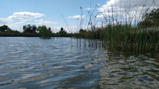 El Consejo Profesional de Ingeniería Agronómica y la Ley de Humedales