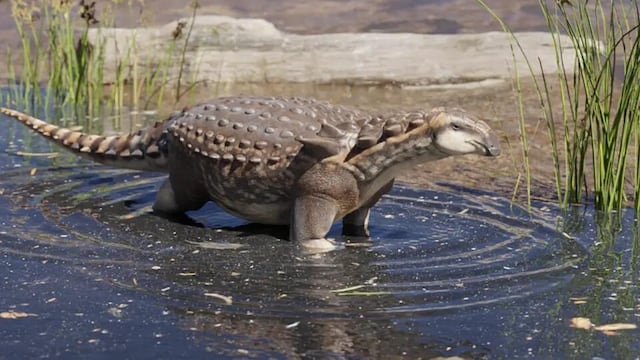 Descubrieron al primer anquilosaurio de Argentina en la provincia de Río Negro.