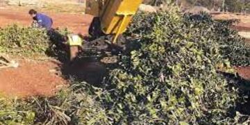 Entregaron a productores agroecológicos ramas chipiadas de las localidades de General Alvear y Colonia Guaraní.