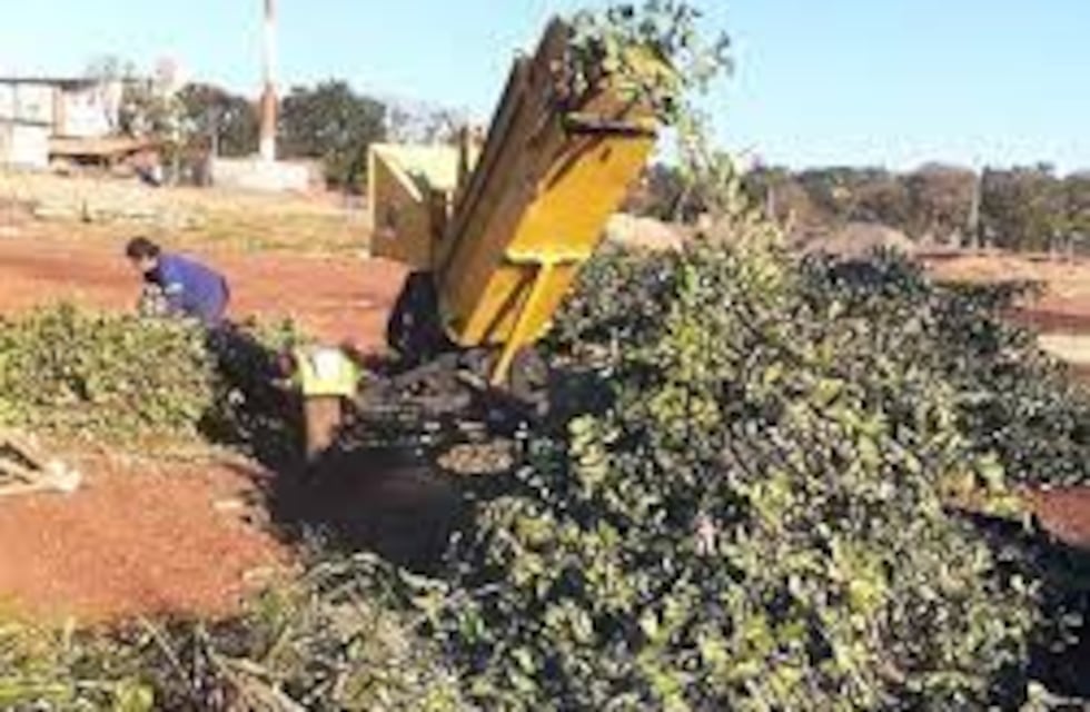 Entregaron a productores agroecológicos ramas chipiadas de las localidades de General Alvear y Colonia Guaraní