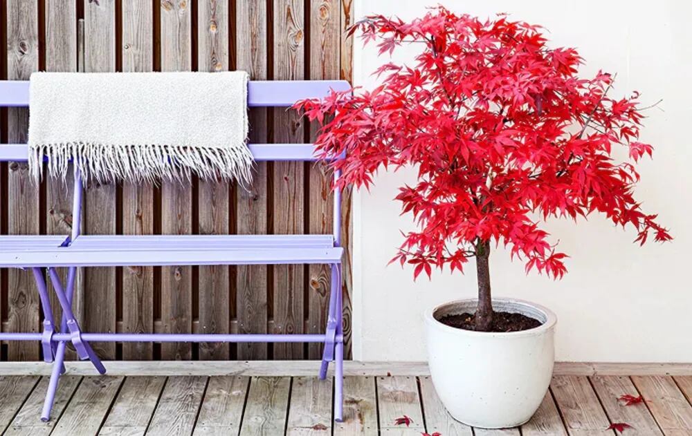 El follaje colorido y delicado del arce japonés destaca en cualquier rincón, sumando valor ornamental al hogar.