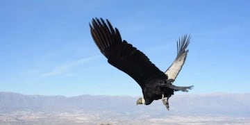 Las extrañas particularidades en la vida de un cóndor