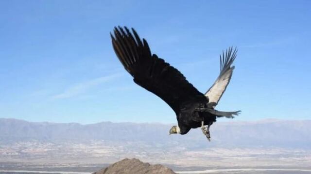 Las extrañas particularidades en la vida de un cóndor