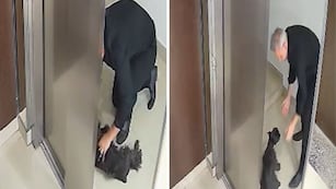 Un vecino le salvó la vida a un perro con RCP