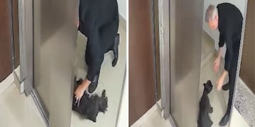 Un vecino le salvó la vida a un perro con RCP