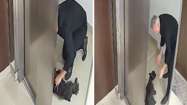 Un vecino le salvó la vida a un perro con RCP