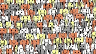 Reto visual: encontrá al oso panda que se esconde entre los elefantes.