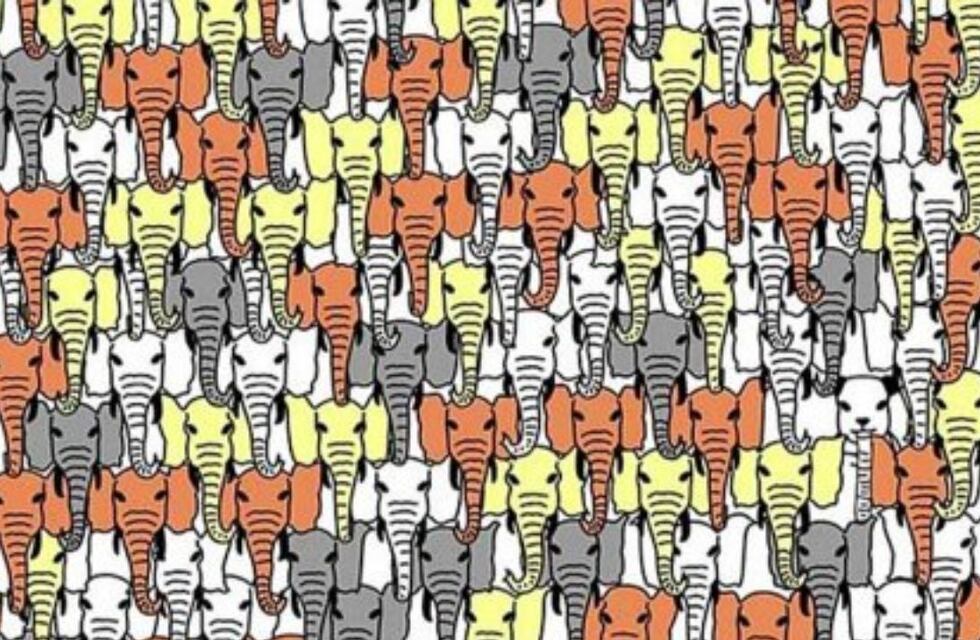 Reto visual: encontrá al oso panda que se esconde entre los elefantes