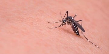 mosquitos