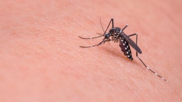 Invasión de mosquitos: ¿hasta cuándo estarán en el AMBA?