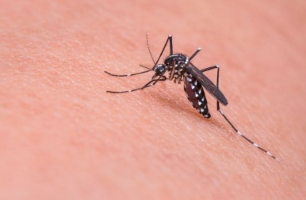La llegada de los mosquitos tiene fecha: cuándo aparece el Aedes aegypti en Argentina