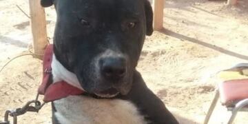 El pitbull que mató a Lara permanece aislado y sedado. Diario La Provincia