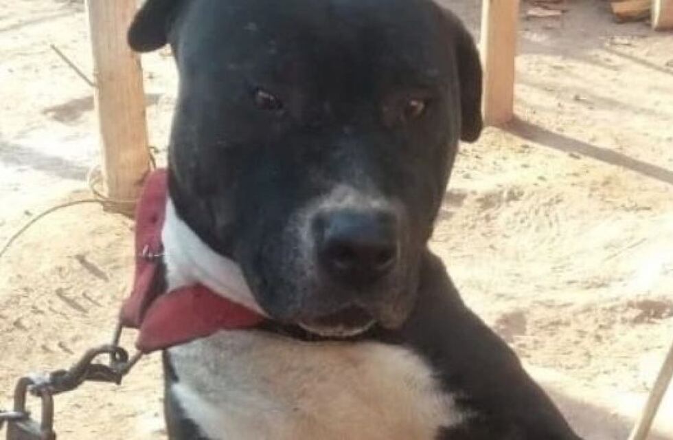 Avanza el proyecto que busca regular la tenencia de perros de razas peligrosas