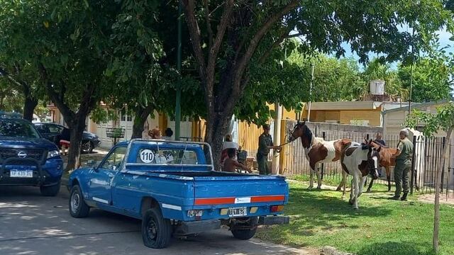 Animales sueltos en Rafaela
