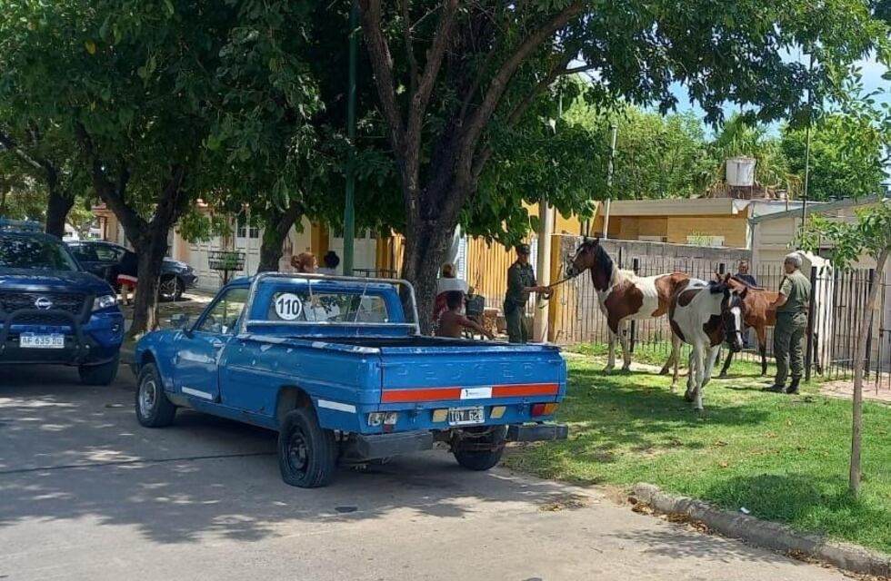 La Fiscalía inició una causa a vecina que tenía sus caballos sueltos