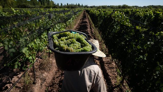 Los productores advierten que las bodegas no están respetando los precios fijados y estiraron los plazos de pago. Imagen de archivo.