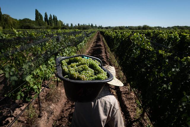 Los productores advierten que las bodegas no están respetando los precios fijados y estiraron los plazos de pago. Imagen de archivo.