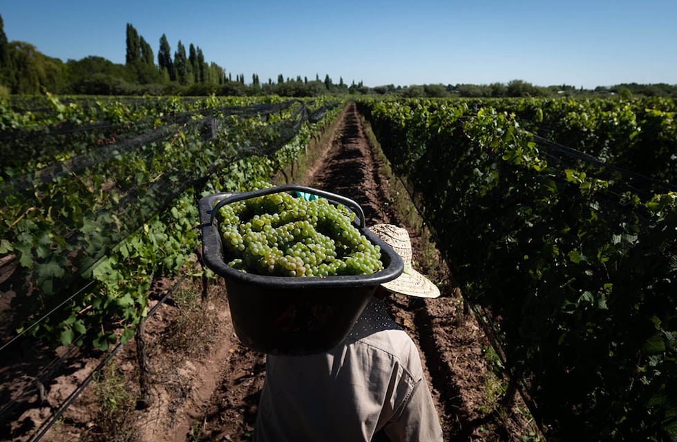 Productores del Valle de Uco denunciaron que las bodegas no respetan el precio