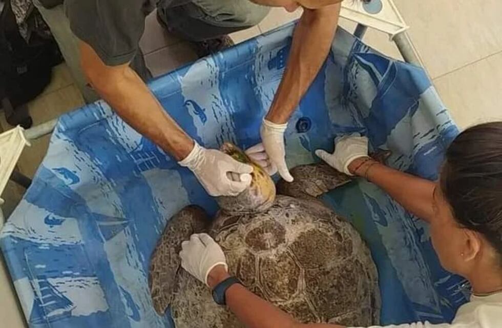 En Villa del Mar, investigadores liberaron una tortuga marina rescatada en Río Negro