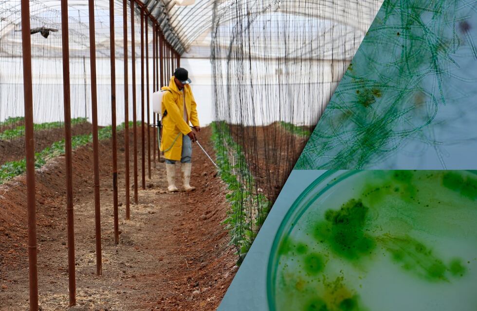 Cianobacterias en un camino orgánico agroquímico