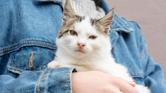 ¿Qué significa soñar con gatos?